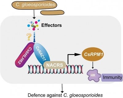 Tea Plant Defense: New Insights Into Anthracnose Resistance Mechanisms