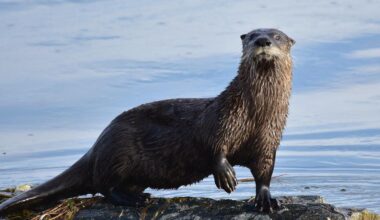 UPDATE: Two treated following encounter with rabid otter in Accomack County | Latest News