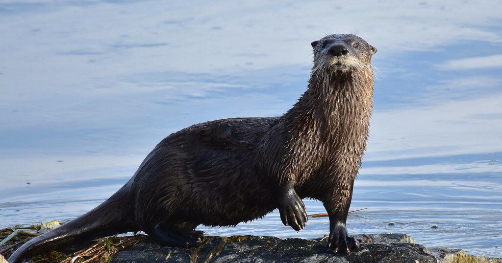 UPDATE: Two treated following encounter with rabid otter in Accomack County | Latest News