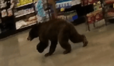 Bear inside Oro Valley Fry's | News
