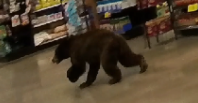 Bear inside Oro Valley Fry's | News