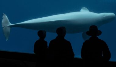 Marineland beluga, seal deaths catch Doug Ford's attention