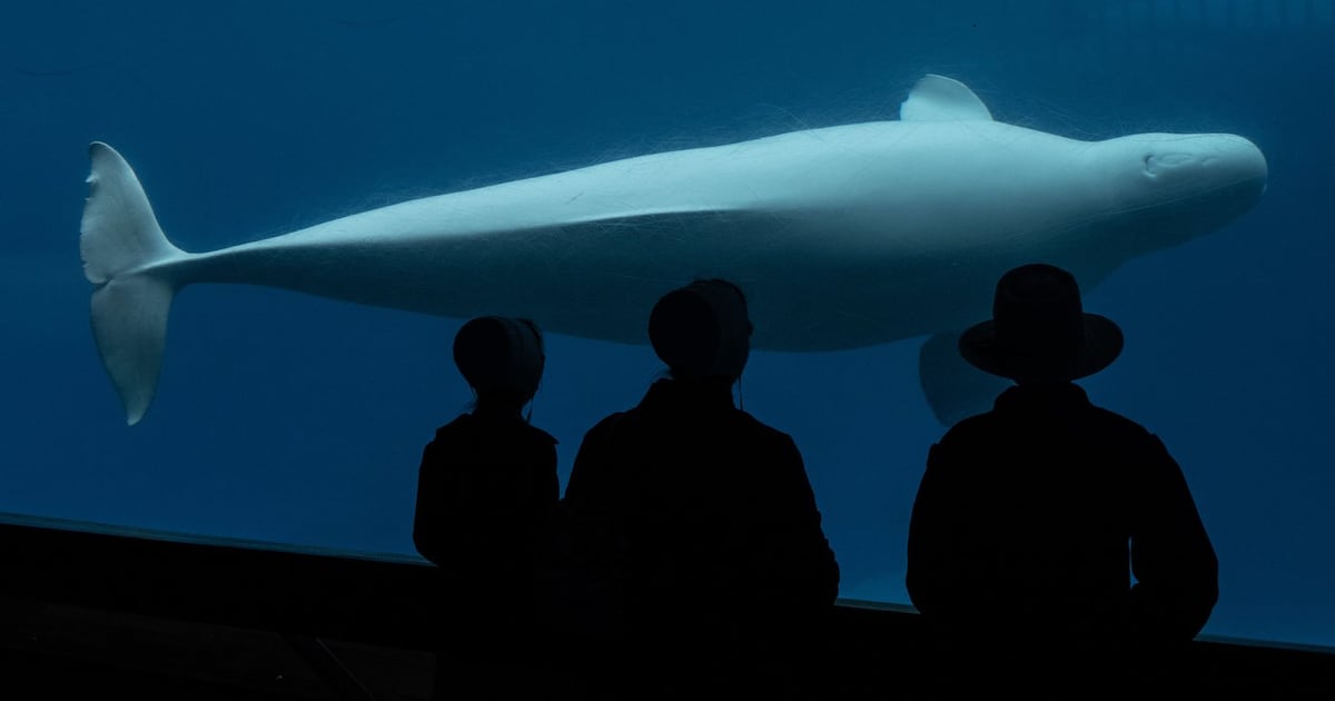 Marineland beluga, seal deaths catch Doug Ford's attention