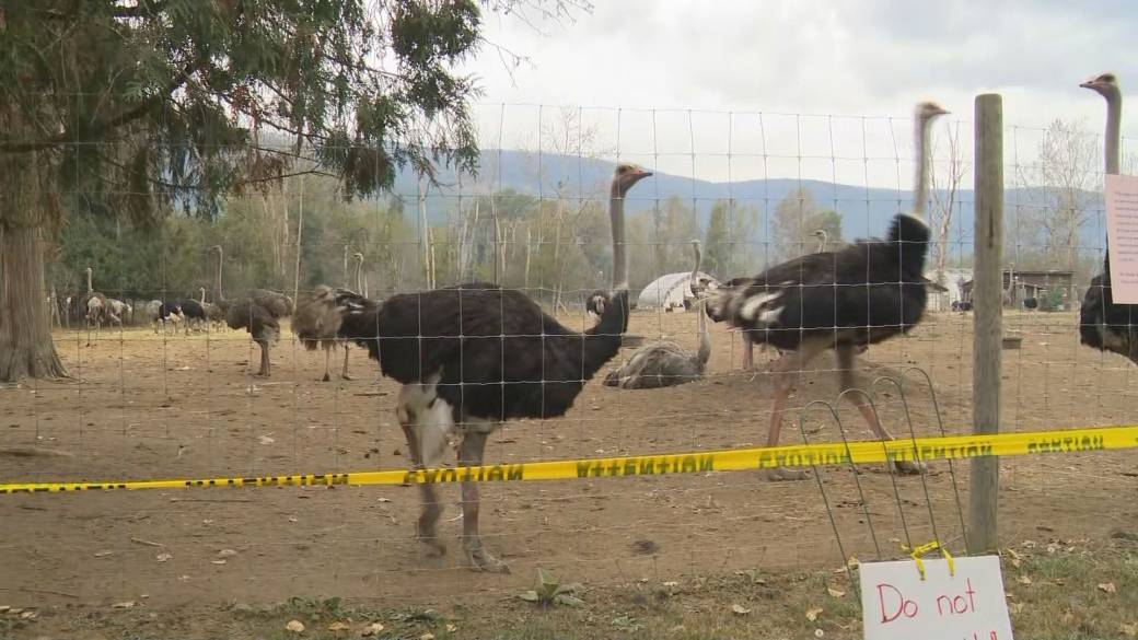 Click to play video: 'West Kootenay ostrich farm on edge amid imminent ostrich cull'
