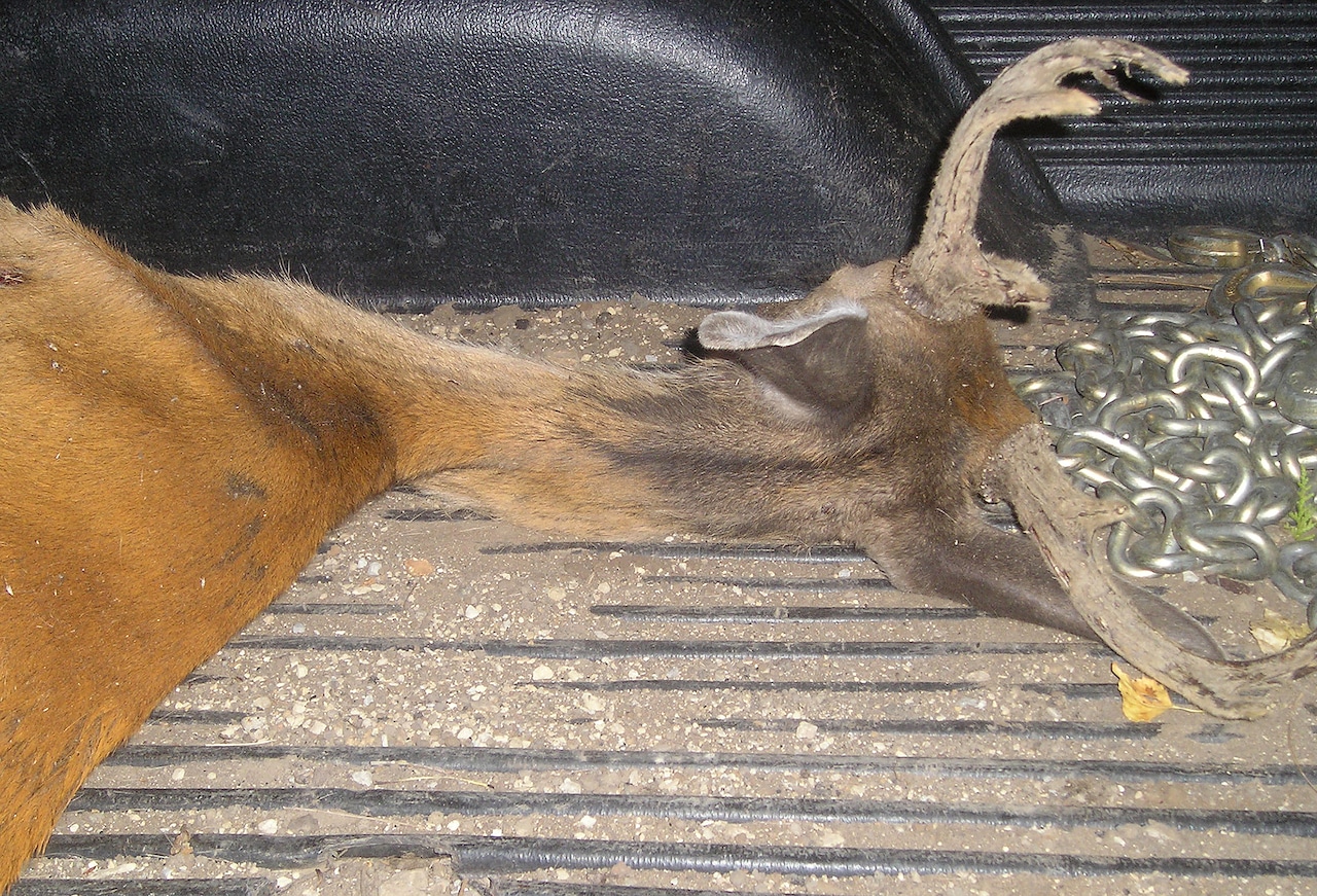 Deer with CWD