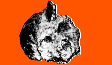 Scientists Intrigued by Non-Human Skull Embedded in Cave Wall