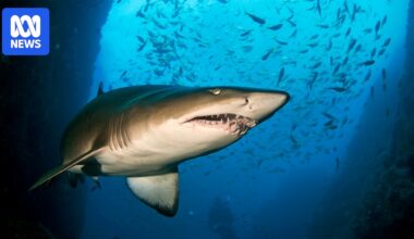 Rare good news for critically endangered east coast grey nurse sharks