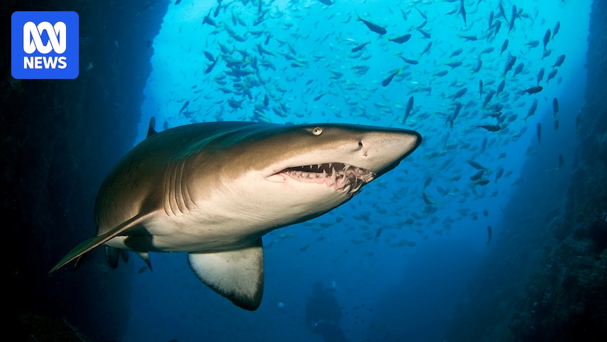 Rare good news for critically endangered east coast grey nurse sharks
