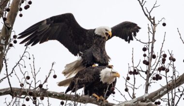 Indiana's eagle reintroduction project a conservation success story