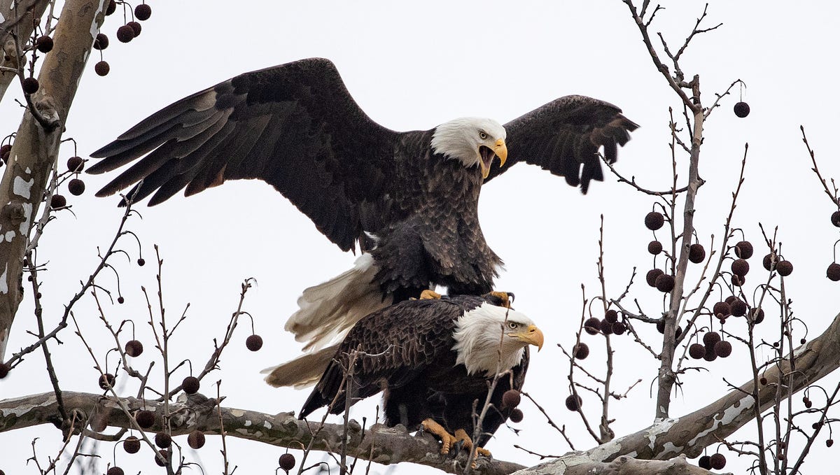 Indiana's eagle reintroduction project a conservation success story