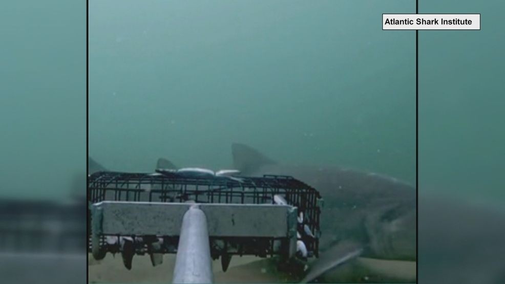 The Atlantic Shark Institute spotted a young Great White shark near Block Island last week. (Atlantic Shark Institute)