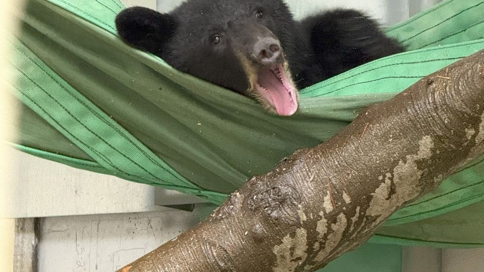 Two orphaned black bear cubs are now living at the newly-completed Bear Ridge. (Cincinnati Zoo){ }