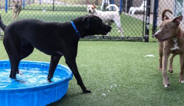 Collaboration is best long-term solution to animal control problems