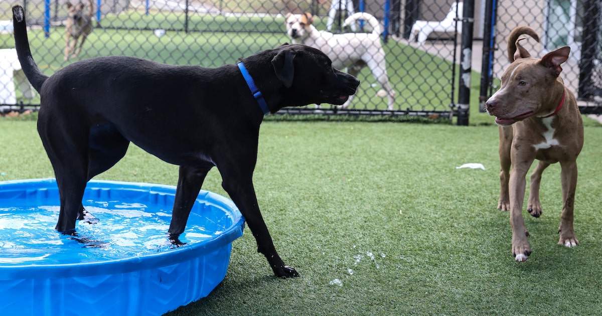 Collaboration is best long-term solution to animal control problems