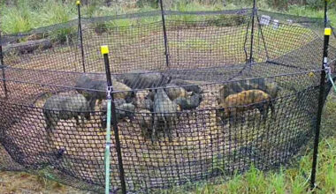How rangers used innovative tactic to capture 16 invasive 'mini-bulldozers' in national park