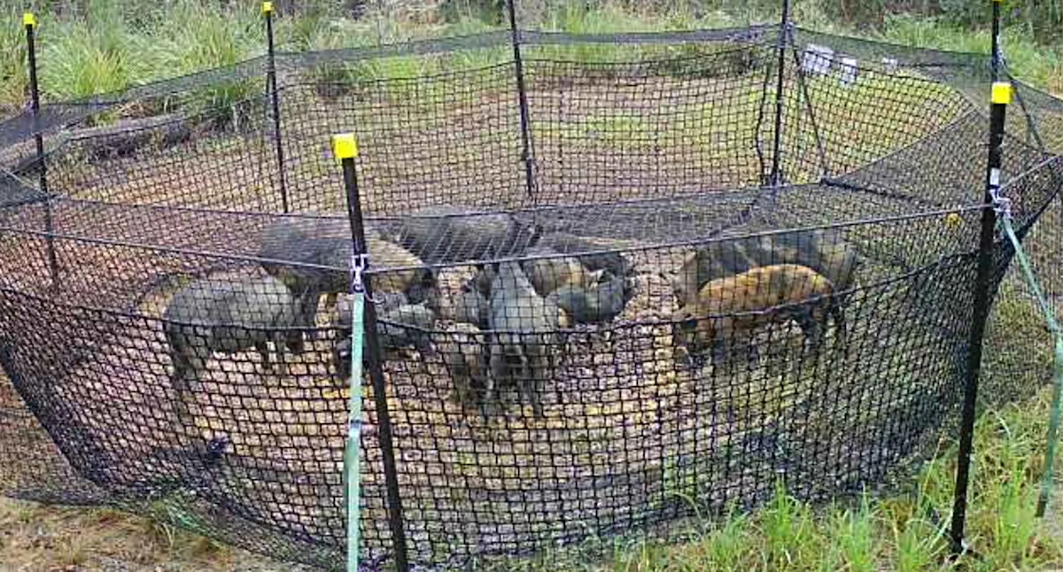 How rangers used innovative tactic to capture 16 invasive 'mini-bulldozers' in national park