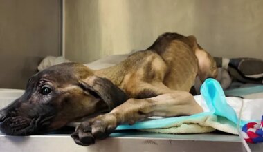 Dog abandoned & starving in Philadelphia recovering at NJ hospital