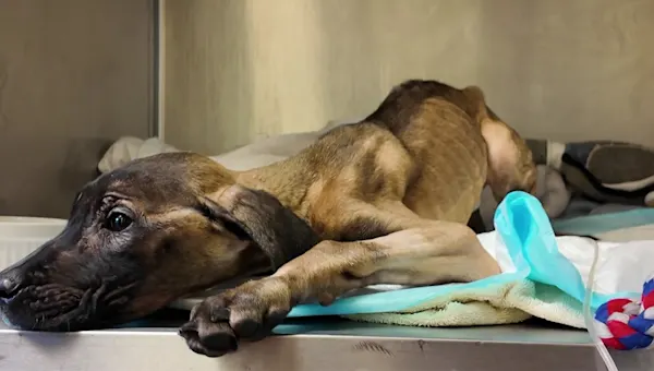 Dog abandoned & starving in Philadelphia recovering at NJ hospital