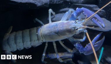 Blue lobsters in Devon and Cornwall waters rising, say scientists