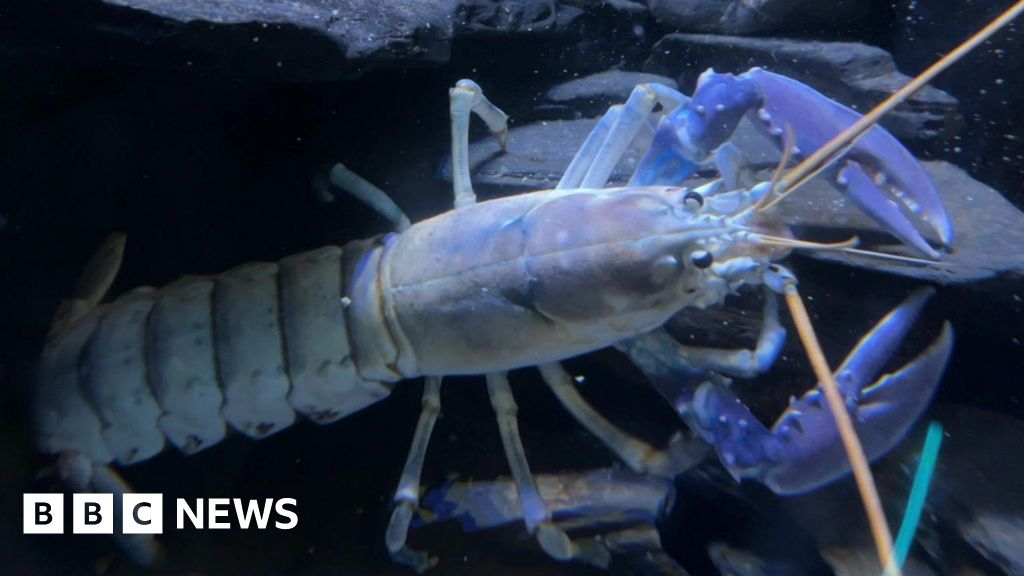 Blue lobsters in Devon and Cornwall waters rising, say scientists