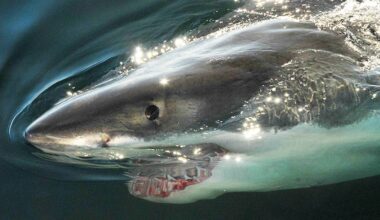 Shark researcher Greg Skomal to speak at Cape Cod Museum