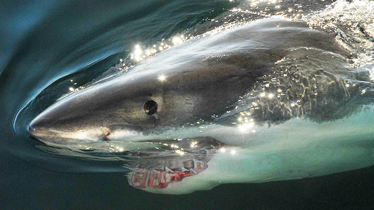 Shark researcher Greg Skomal to speak at Cape Cod Museum