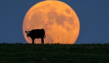 NY getting Harvest Moon in October, meaning an easier time for deer hunting