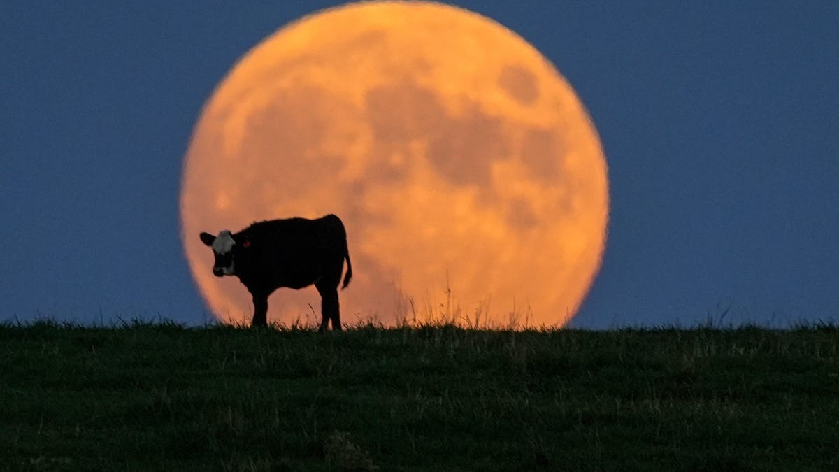NY getting Harvest Moon in October, meaning an easier time for deer hunting