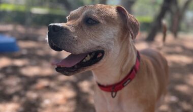 These dogs, cats are looking for a home