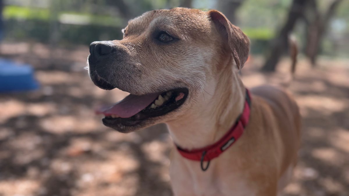 These dogs, cats are looking for a home