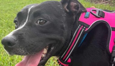 These dogs, cats are looking for a home