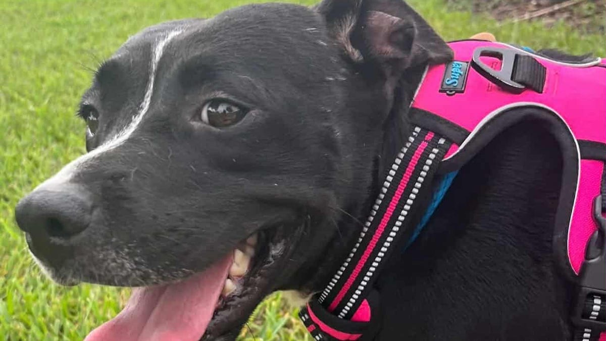 These dogs, cats are looking for a home