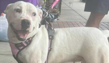 These dogs, cats are looking for a home