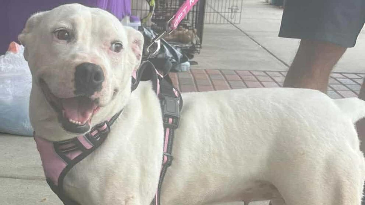 These dogs, cats are looking for a home