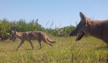 What to know about coyotes' predatory habits in Florida