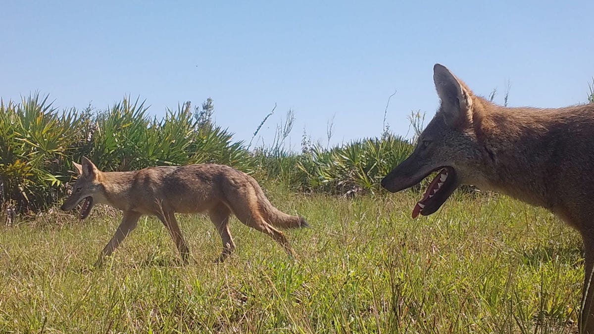 What to know about coyotes' predatory habits in Florida
