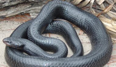 Georgia's largest snake grows up to 9 feet. What does it look like?