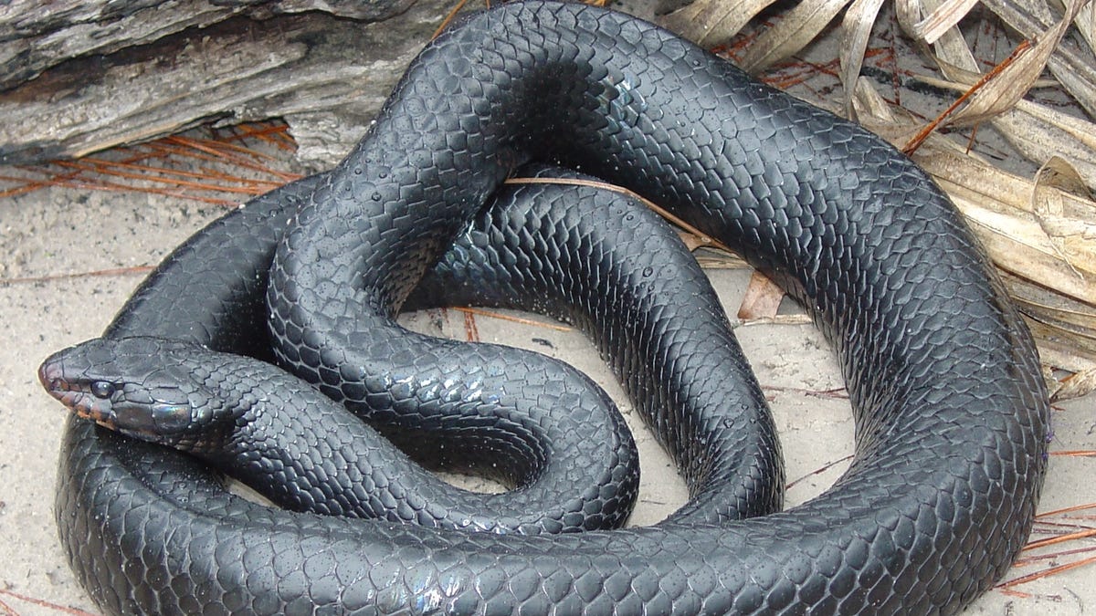 Georgia's largest snake grows up to 9 feet. What does it look like?