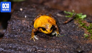 Endangered mountain frog breeding program success after years of work