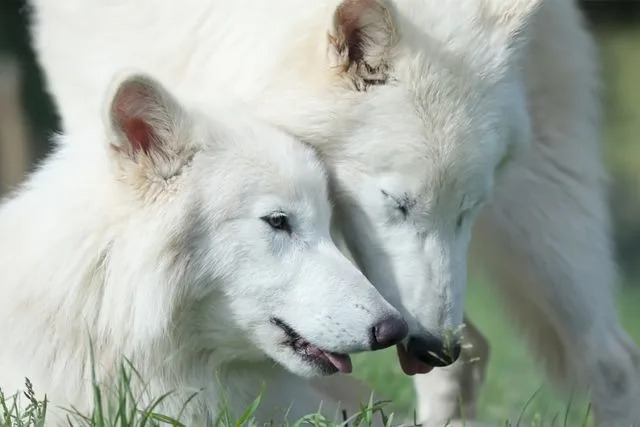 Dire Wolves