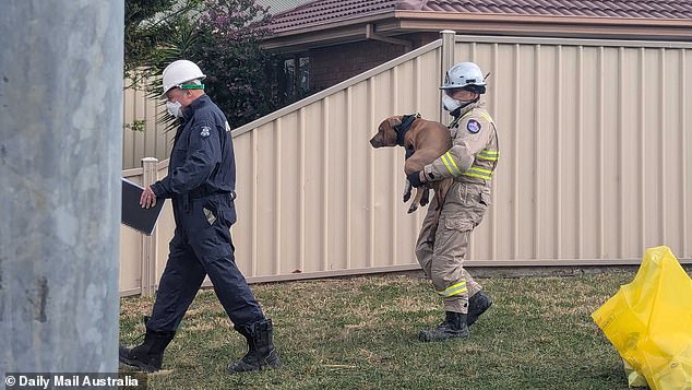 A dog was carried out of the backyard by a firefighter. It appeared uninjured and is believed to have fled the fire and returned home later