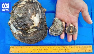 Giant invasive oyster species spreads through Queensland waters