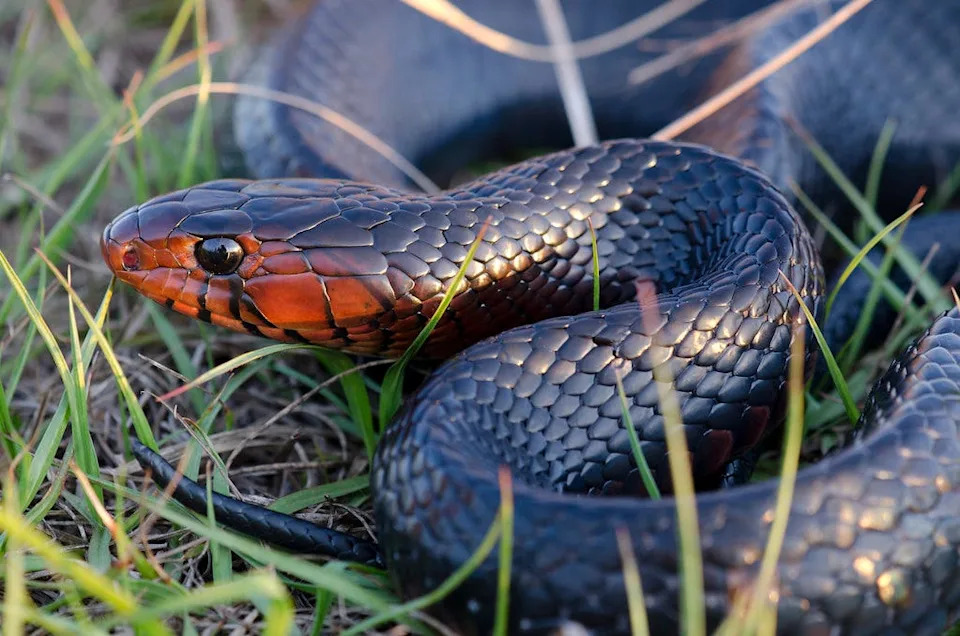 Eastern indigo snake is the longest snake in Georgia.