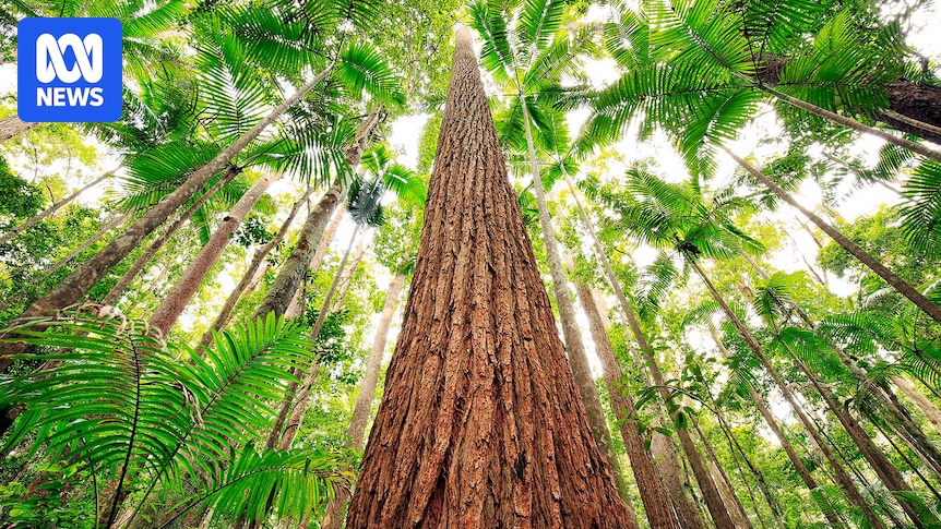 Fears for K'gari as researchers compile database of species on Australian islands