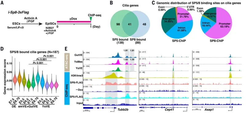 SP5 and SP8 bind and activate cilia genes. (CREDIT: Science)