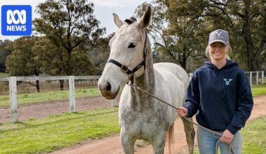 Horse and cattle cloning now commercialised in Australia, 30 years after Dolly the sheep