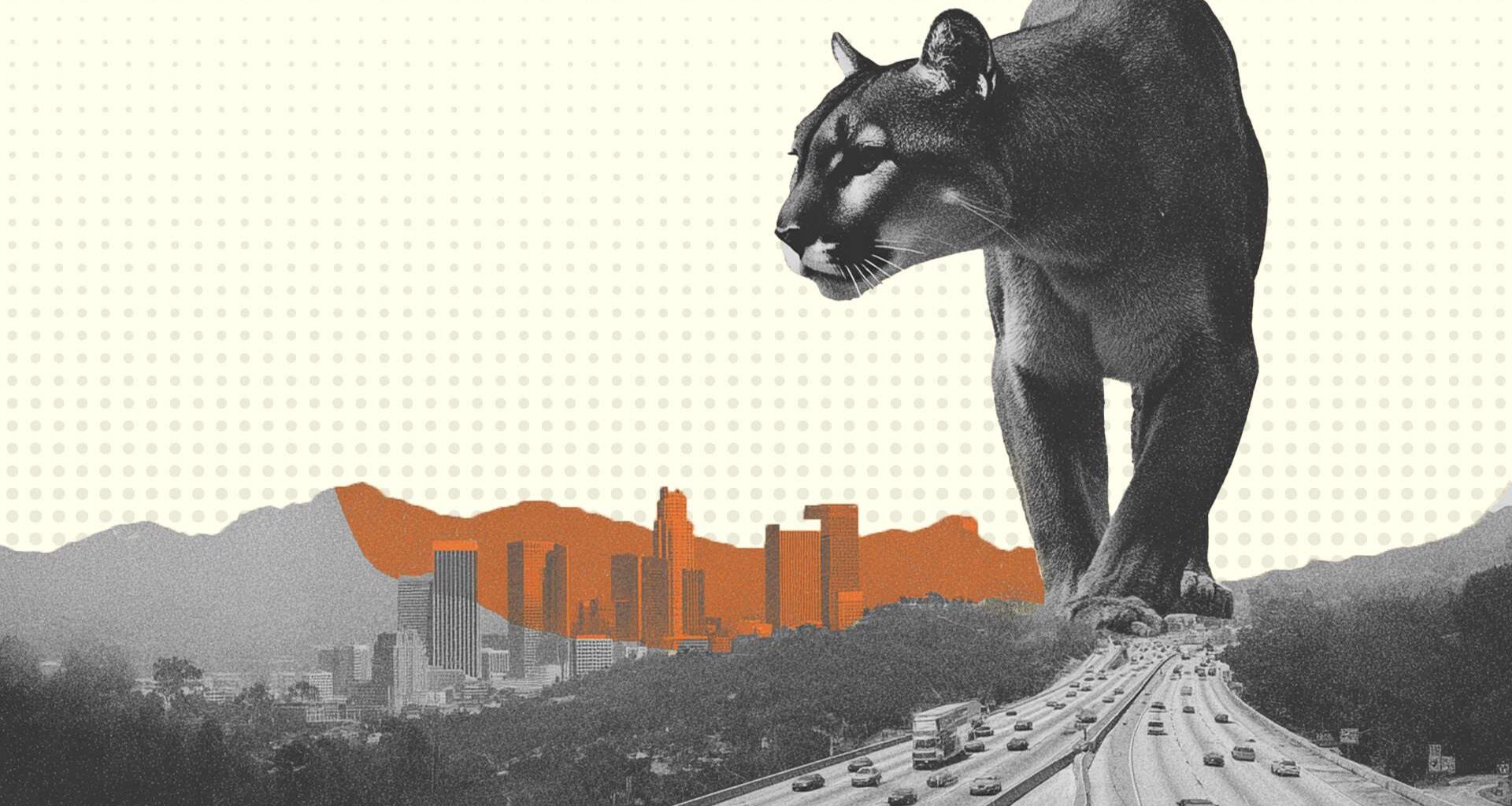L.A. mountain lions don't need a $92 million government project to survive