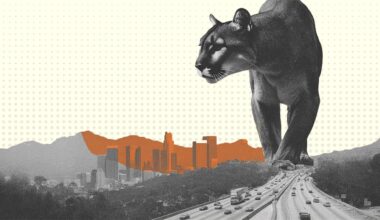 L.A. mountain lions don't need a $92 million government project to survive