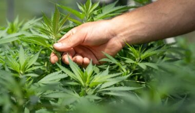 Chicago Atlantic and Lineage Merchant Partners Declares Transformative Merger Agreements In The Cannabis Industry