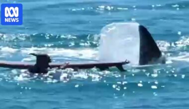 Paddleboarder gets too close to whales to film them, gets nudged away